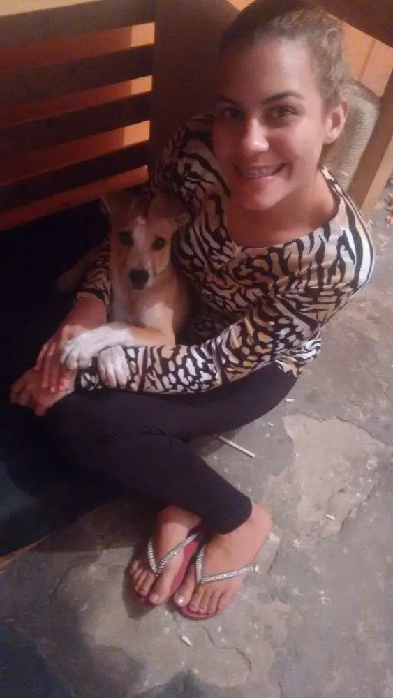 Cachorro ra a SRD (labrador misturado com outra raça) idade 2 a 6 meses nome Toby