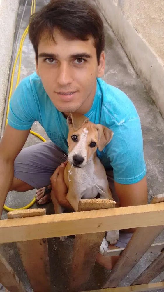 Cachorro ra a SRD (labrador misturado com outra raça) idade 2 a 6 meses nome Toby