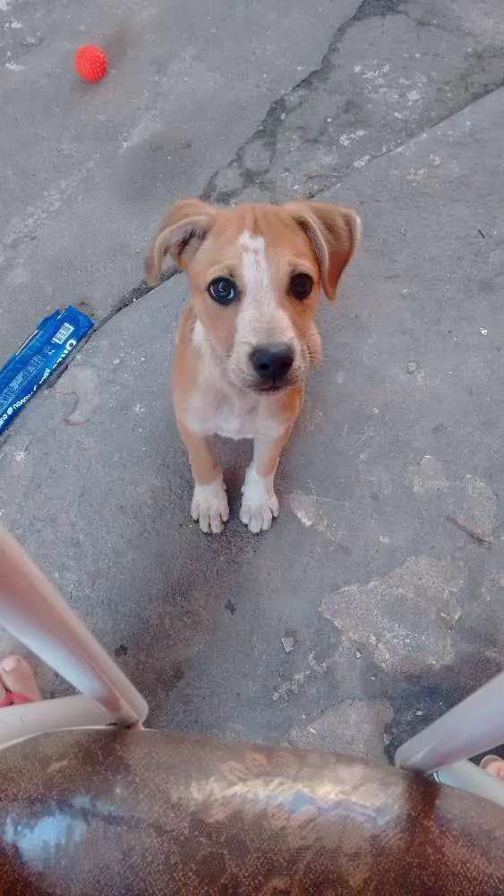 Cachorro ra a SRD (labrador misturado com outra raça) idade 2 a 6 meses nome Toby