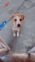 Toby