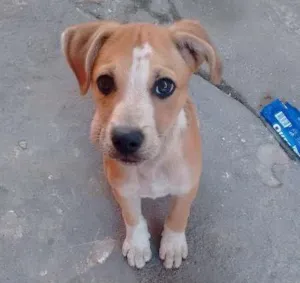 Cachorro raça SRD (labrador misturado com outra raça) idade 2 a 6 meses nome Toby