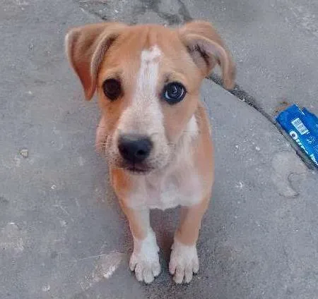 Cachorro ra a SRD (labrador misturado com outra raça) idade 2 a 6 meses nome Toby