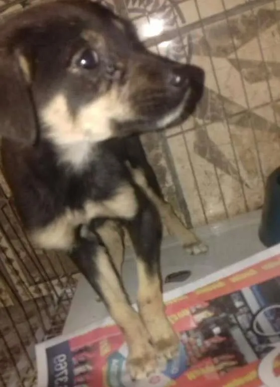 Cachorro ra a srd idade Abaixo de 2 meses nome Sem nome