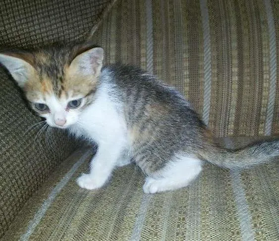 Gato ra a Não  sei informar idade Abaixo de 2 meses nome Não  tem 
