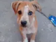 Toby