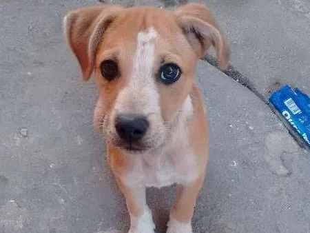 Cachorro ra a SRD (labrador misturado com outra raça) idade 2 a 6 meses nome Toby
