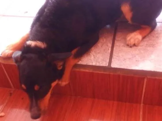 Cachorro ra a Vira-lata idade 7 a 11 meses nome Valente