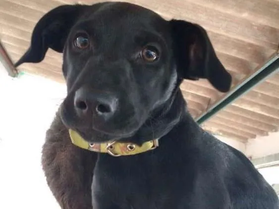 Cachorro ra a Vira Lata idade 2 a 6 meses nome Nymeria