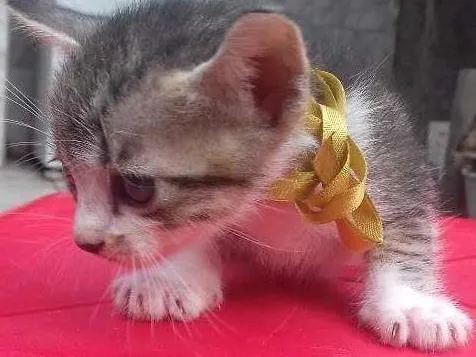 Gato raça  idade 2 a 6 meses nome tito