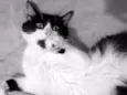 Amy
