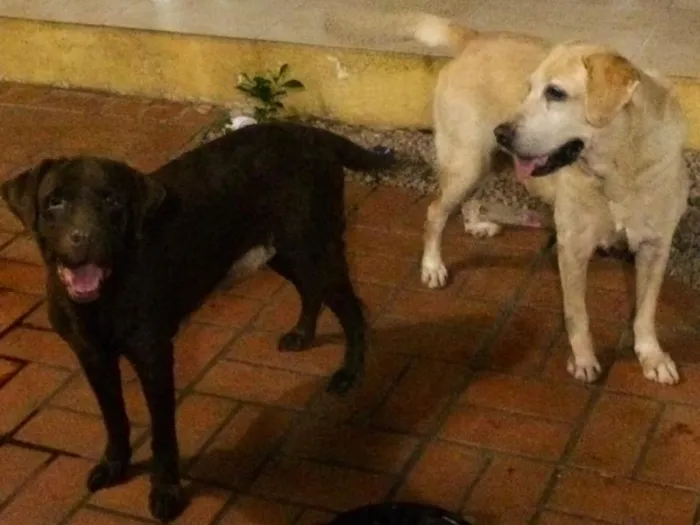 Cachorro raça Labradores idade 6 ou mais anos nome Kal-el e Luna 
