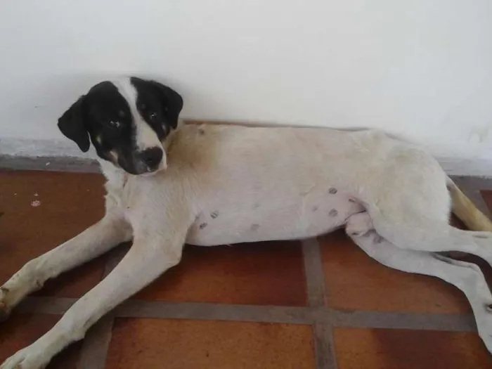 Cachorro ra a Vira Lata idade 7 a 11 meses nome Chester