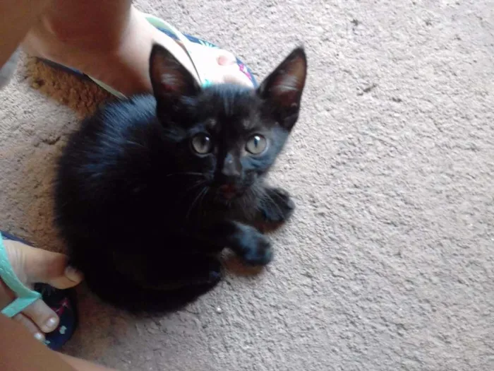 Gato ra a Srd idade Abaixo de 2 meses nome Marie