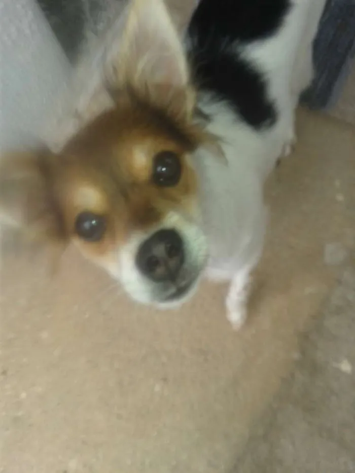 Cachorro ra a RND idade 2 a 6 meses nome Mica