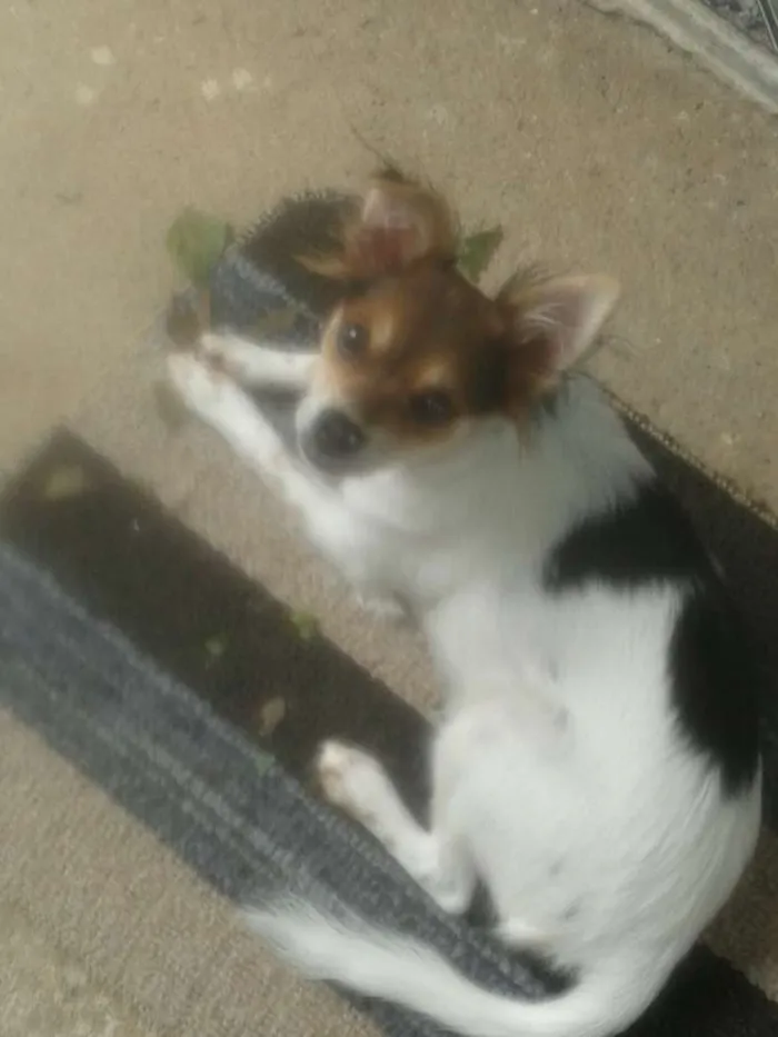 Cachorro ra a RND idade 2 a 6 meses nome Mica
