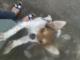 Mica