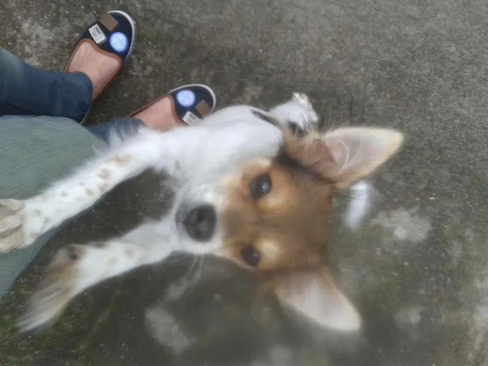 Cachorro ra a RND idade 2 a 6 meses nome Mica
