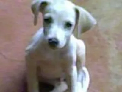 Cachorro raça fox paulistinha/terrier brasileiro idade 1 ano nome bob
