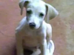 Cachorro raça fox paulistinha/terrier brasileiro idade 1 ano nome bob