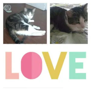 Gato raça Vira-latas  idade 3 anos nome Lulu