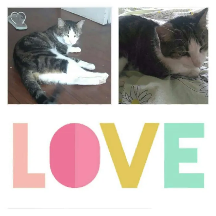 Gato ra a Vira-latas  idade 3 anos nome Lulu