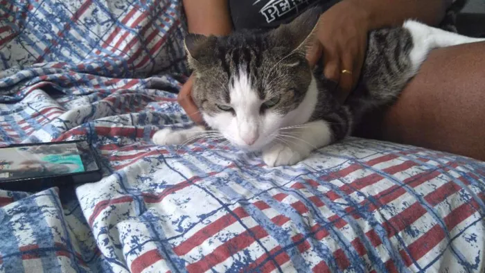 Gato ra a Vira-latas  idade 3 anos nome Lulu
