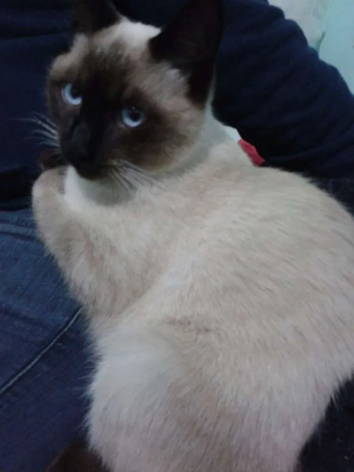 Gato ra a Seames idade 7 a 11 meses nome Gatinho