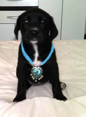 Cachorro raça Sem raça definida idade Abaixo de 2 meses nome Filhote