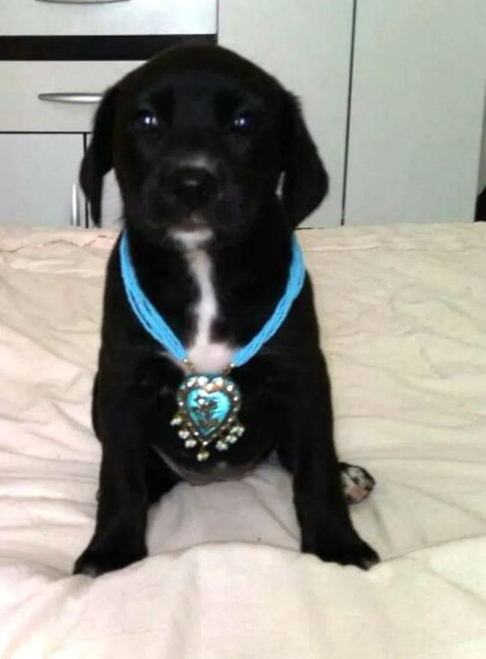 Cachorro ra a Sem raça definida idade Abaixo de 2 meses nome Filhote