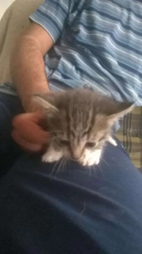 Gato ra a Siamês idade Abaixo de 2 meses nome para voce escolher