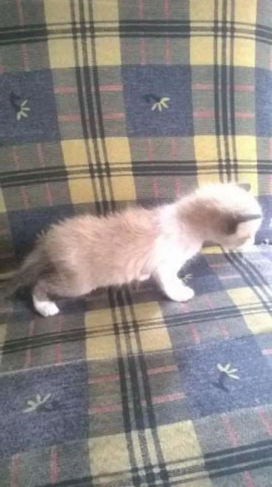 Gato ra a Siamês idade Abaixo de 2 meses nome para voce escolher