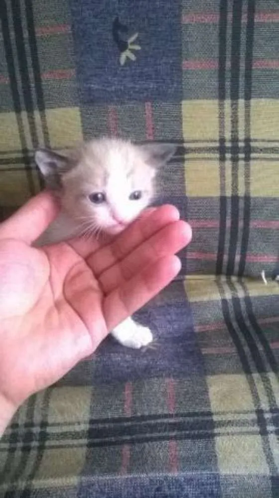 Gato ra a Siamês idade Abaixo de 2 meses nome para voce escolher