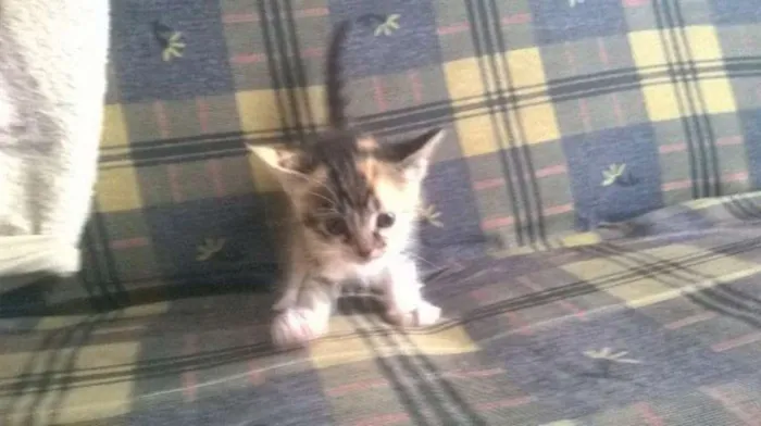 Gato ra a Siamês idade Abaixo de 2 meses nome para voce escolher