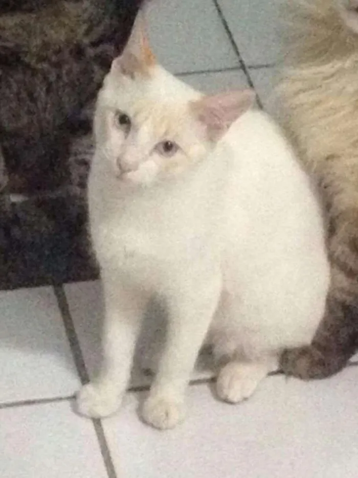 Gato ra a Vira lata idade 7 a 11 meses nome Pompom