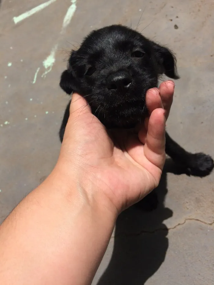 Cachorro ra a SRD idade 2 a 6 meses nome Flor 