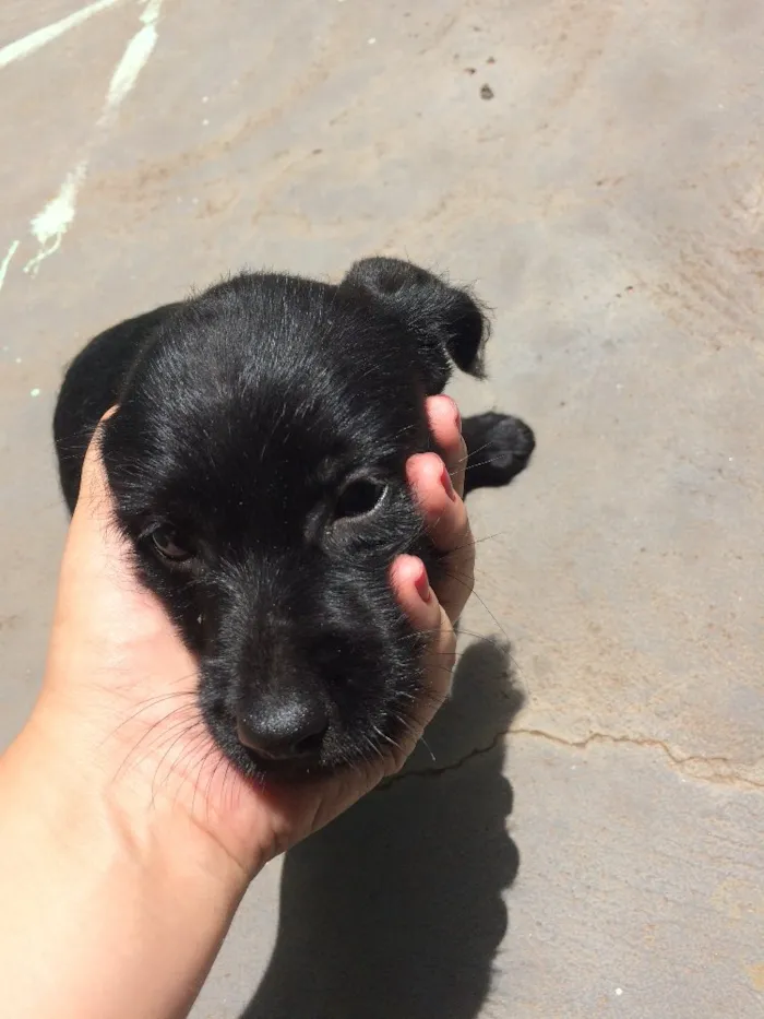 Cachorro ra a SRD idade 2 a 6 meses nome Flor 