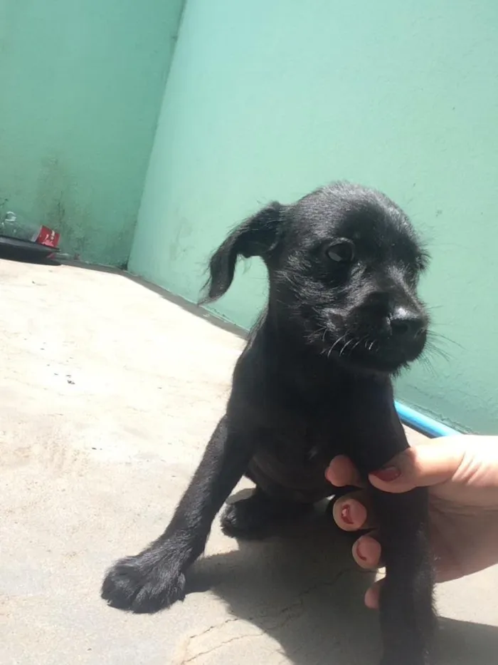 Cachorro ra a SRD idade 2 a 6 meses nome Flor 