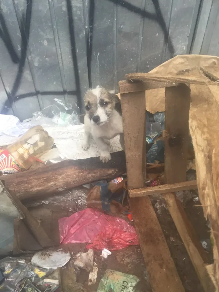 Cachorro ra a Vira-lata idade 7 a 11 meses nome Sem nome