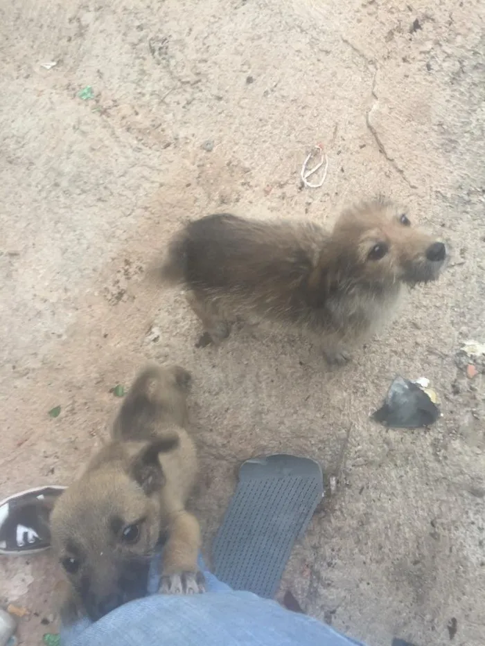 Cachorro ra a Vira-lata idade 7 a 11 meses nome Sem nome
