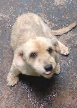 Cachorro raça não comfirmada idade 1 ano nome Fofa