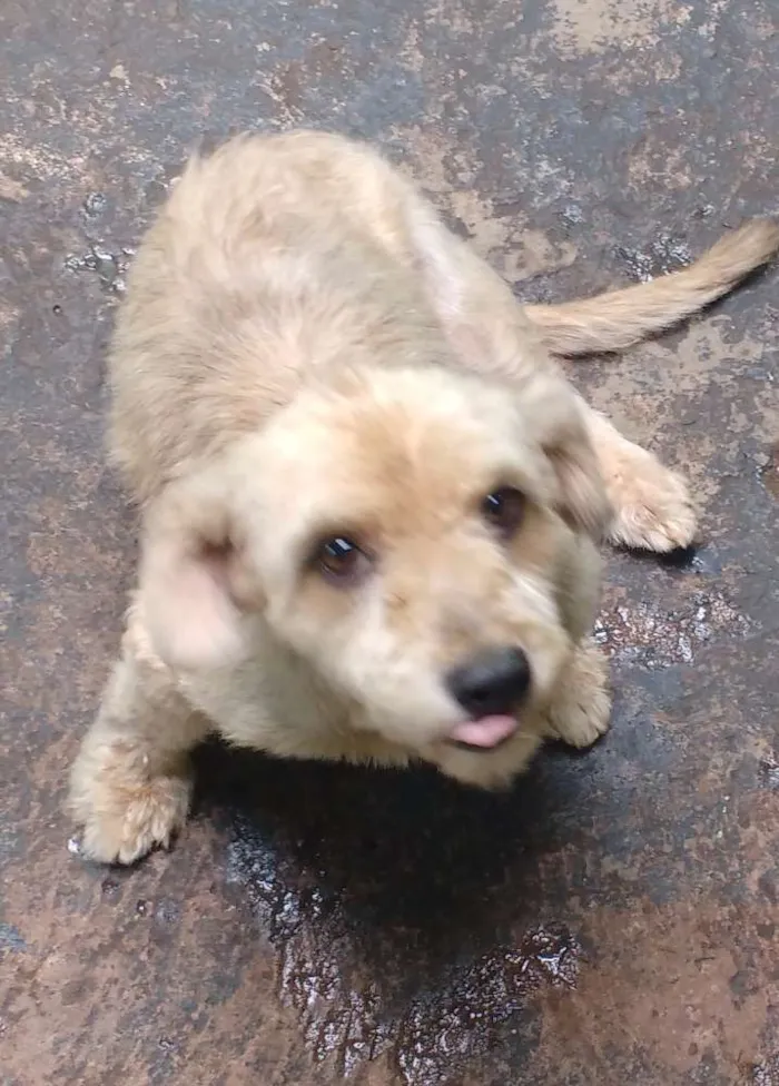 Cachorro ra a não comfirmada idade 1 ano nome Fofa