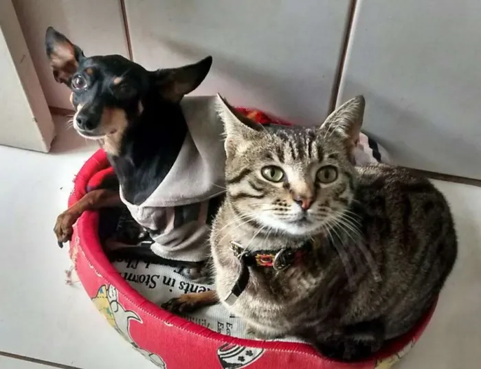 Gato ra a SRD idade 7 a 11 meses nome Mindulho