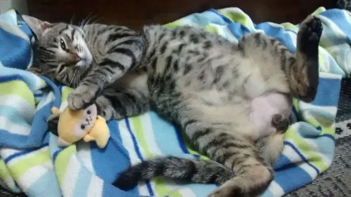 Gato ra a SRD idade 7 a 11 meses nome Mindulho