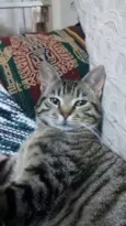 Mindulho