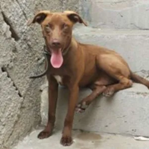 Cachorro raça Viralata idade 1 ano nome Trovão