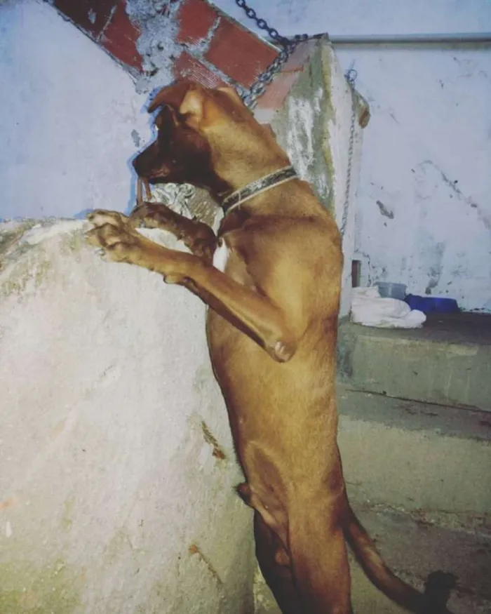Cachorro ra a Viralata idade 1 ano nome Trovão