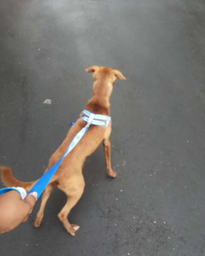 Cachorro ra a Viralata idade 1 ano nome Trovão
