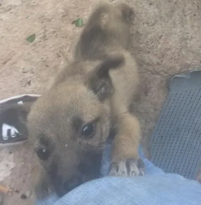 Cachorro ra a Vira-lata idade 7 a 11 meses nome Sem nome