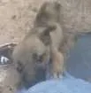 Cachorro raça Vira-lata idade 7 a 11 meses nome Sem nome