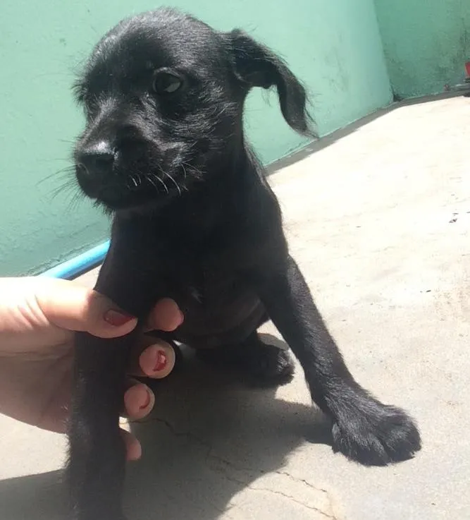 Cachorro ra a SRD idade 2 a 6 meses nome Flor 
